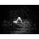 White Lions Photograph Thorny Bush Matsieng FCV Photography