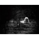 White Lions Photograph Thorny Bush Yawn Matsieng FCV Photography