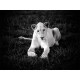 White Lions Photograph Princess Nebu