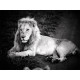 White Lion  Photograph Prince Zukhara FCV Photography