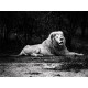White Lions Photograph Perception