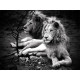 White LionPhotograph  Son of My Father - Zukhara|Mandla