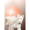 Marah-Sekhmet folded greeting card