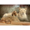Marah-Sekhmet folded greeting card